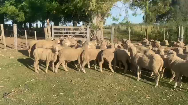 Lote 55 Borregos 52kg - , San José