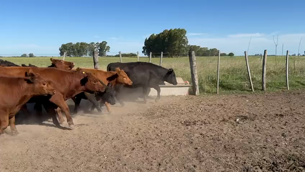 Lote 11 Vaquillonas en Punta Indio, Buenos Aires