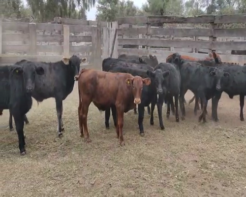 Lote 78 Terneros/as en Pampa de Los Guanacos, Santiago del Estero