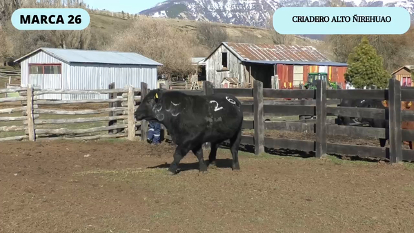 Lote 1 Toro en Coyhaique, XI Región Aysén