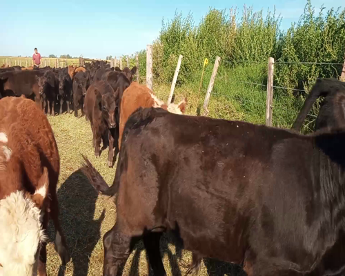 Lote 68 Terneros/as en Salazar, Buenos Aires