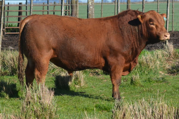 431 — Toros PC