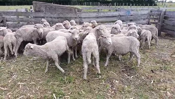 Lote 40 Corderos, San José