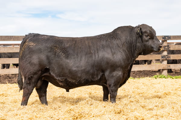 Lote Toro PC