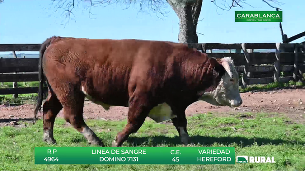 Lote TOROS HEREFORD
