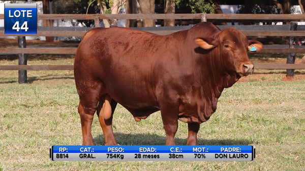 Lote TOROS BRANGUS  -LOTE 44