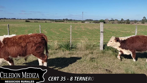 Lote 8 Terneros en Canelones, Canelones