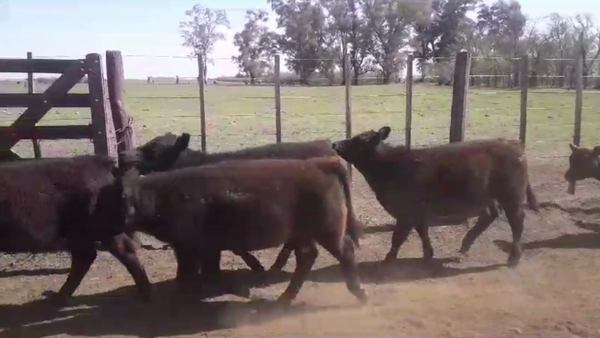 Lote 75 TERN. MACHOS, CARLOS TEJEDOR, BS. AS.