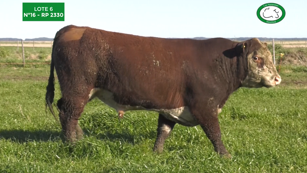 Lote Toros Polled Hereford Puros Registrados. Las Nazarenas
