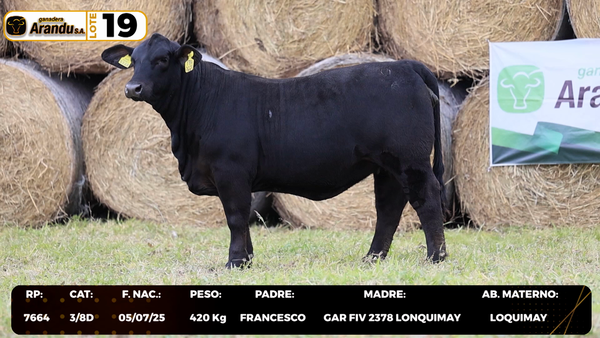 Lote LOTE 19