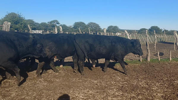 Lote 7 Toros de invernar en Entre Ríos, San José de Feliciano