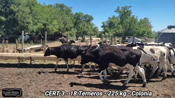 Lote 18 Terneros en Canelones