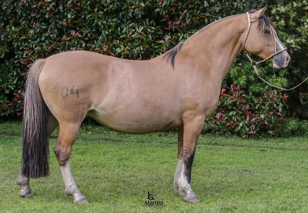 Lote Rogada Caraguatá