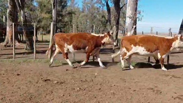 Lote VACAS INVERNAR