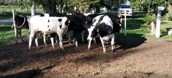 Lote 12 Vaquillonas en Esperanza, Santa Fe