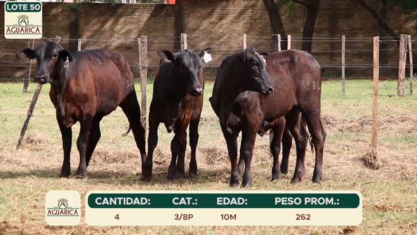 Lote LOTE 50