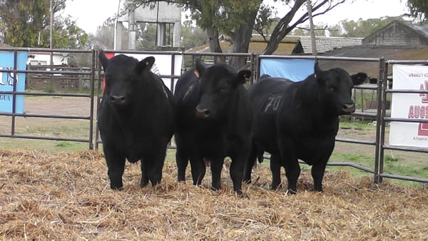 Lote TOROS ANGUS NEGROS PC