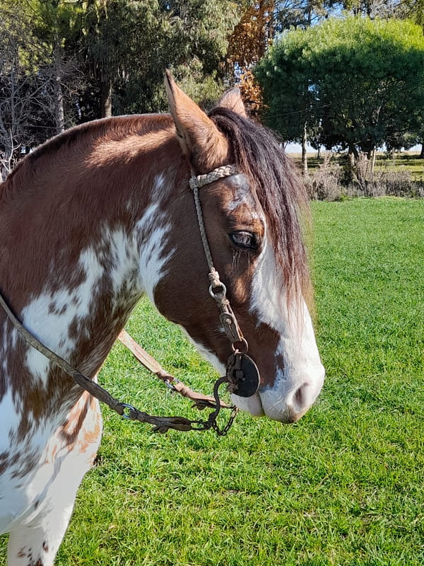 Lote (Vendido)Padrillo OVERO COLORADO en LARRAÑAGA