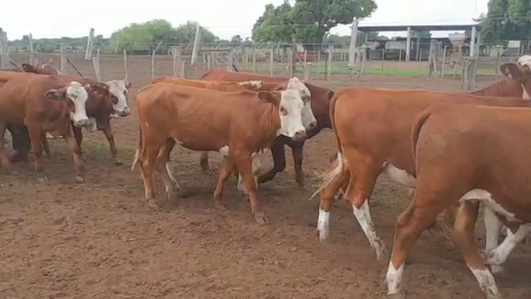 Lote 30 NOVILLITOS BRAFORD EN HUMBERTO 1º, SANTA FE