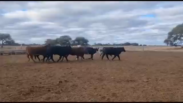 Lote 44 Novillitos y vaquillonas