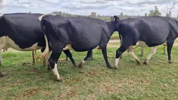 Lote 3 Vaca, San José