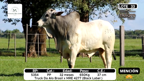 Lote Nacional Nelore Campo - Lote 33