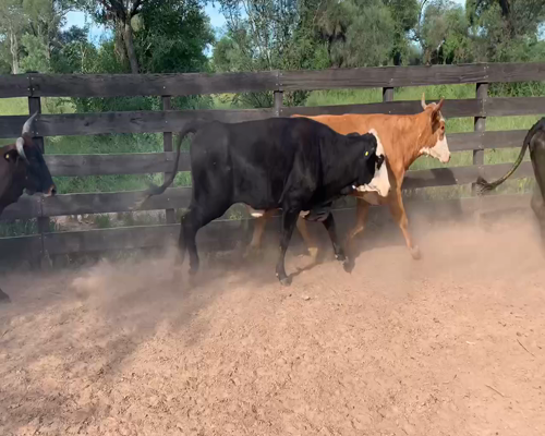 Lote 33 Vacas de invernar en Juan José Castelli, Chaco