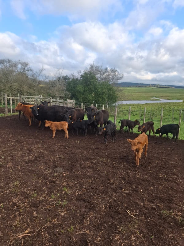 Lote Bentos y Olivera