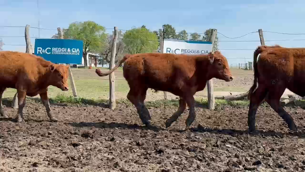 Lote 220 Novillitos en Entre Ríos, San Jaime