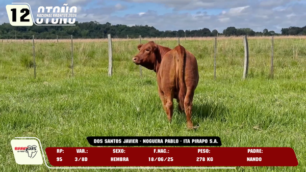 Lote LOTE 12 -DE JUNIOR
