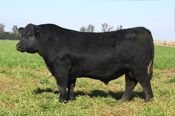 Lote RP 18545 - TOROS PP ELITE