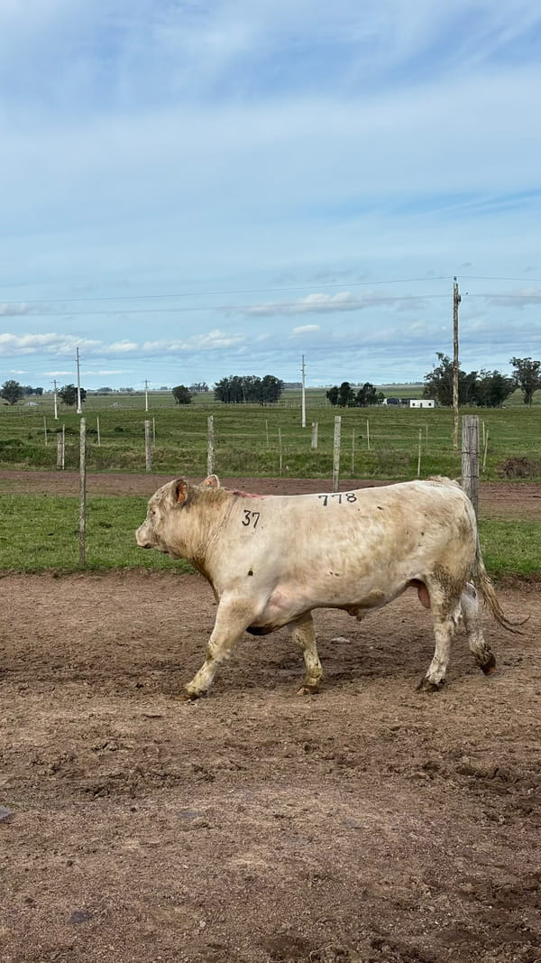 Lote La Margarita RP 778