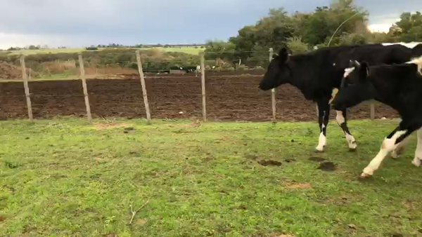 Lote 25 vaquillonas holando