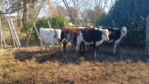Lote (Vendido)6 Terneros NORMANDO 130kg -  en COLONI QUEVEDO