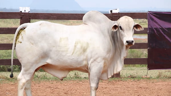 Lote LOTE 36
