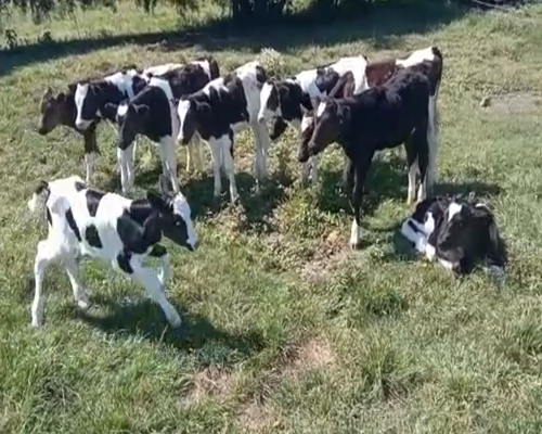 Lote (Vendido)19 Terneros HOLANDO 80kg -  en ECILDA PAULIER