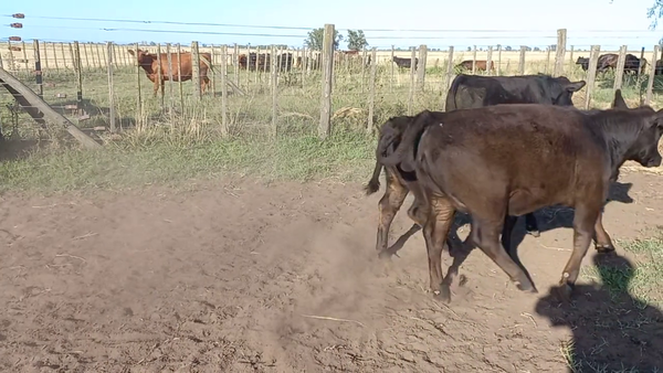 Lote 20 Terneros/as en Bolívar, Buenos Aires