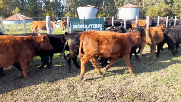 Lote 30 Terneros/as en Benito Juarez