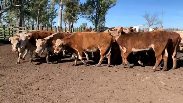 Lote VACAS DE INVERNADA
