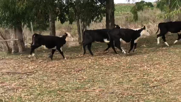 Lote 4 Terneros Hereford