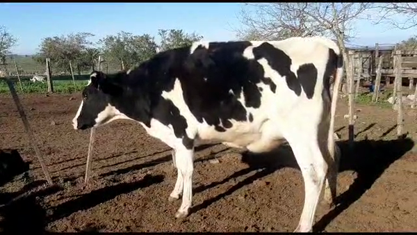 Lote 1 vaquillona parida holando