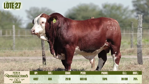 Lote LOTE 27