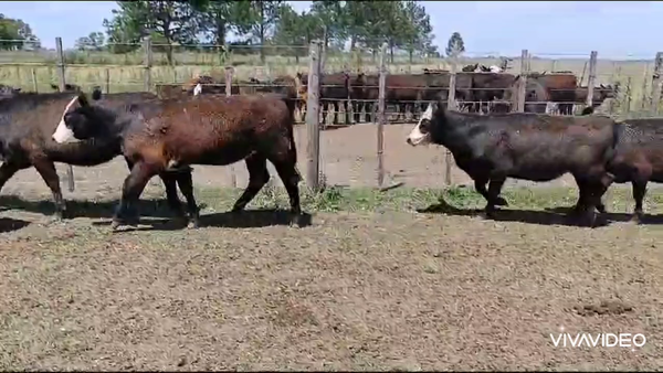 Lote 66 Vaquillonas en Gral. Paz, Buenos Aires