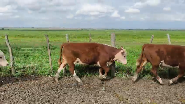 Lote 18 Novillitos en Entre Ríos, Gualeguay