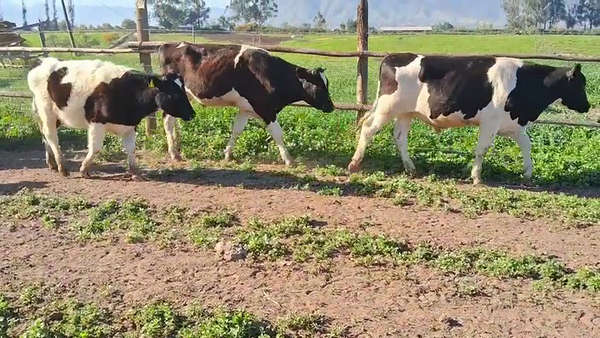 Lote 20 Novillo Engorda en Melipilla, Región Metropolitana