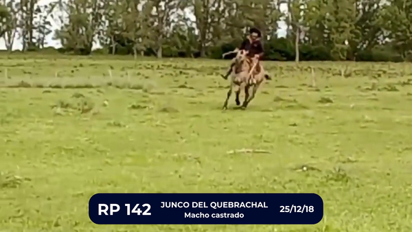Lote JUNCO DEL QUEBRACHAL