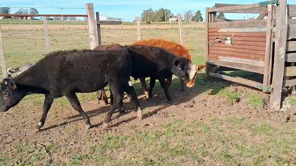 Lote 4 Terneros, San José