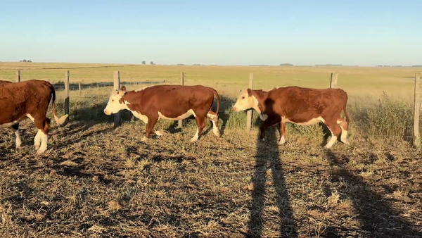Lote VACAS DE INVERNADA