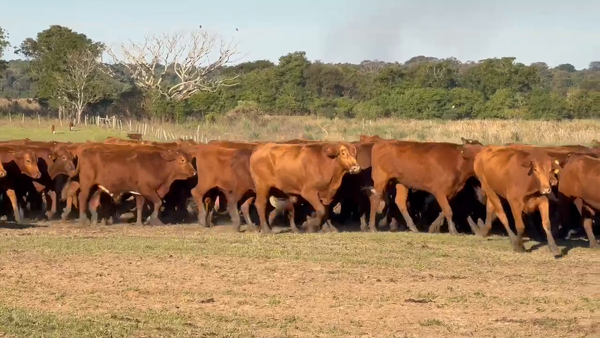 Lote 200 Novillos en Corrientes, Virasoro