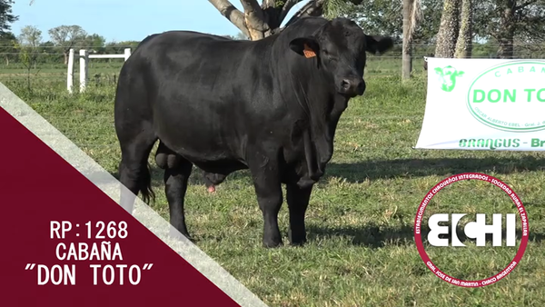 Lote TORO BRANGUS CABAÑA DON TOTO